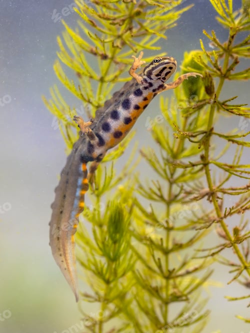 Preview: Common newt amhibian in freshwater habitat