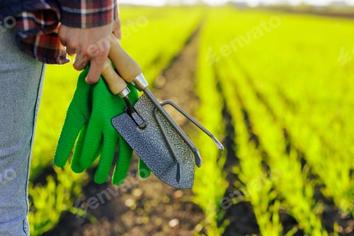 Preview: hands of an agronomist or farmer on a background of a green field, successful agribusiness