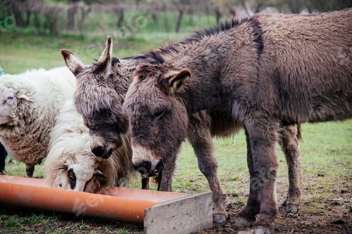 Preview: Domestic livestock grazing and feeding together in a natural environment.