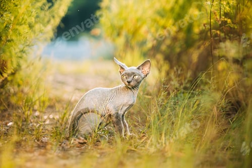 Preview: Funny Curious Young Red Ginger Devon Rex Kitten Turned Away In Green Grass. Short-haired Cat Of