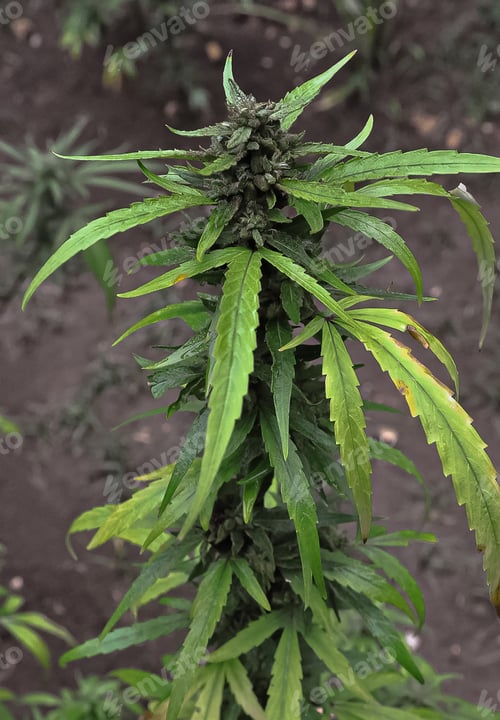 Preview: Cannabis plant