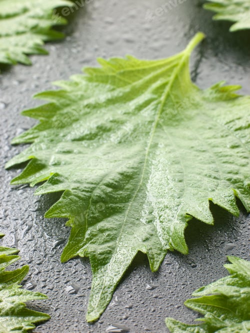 Preview: Shiso leaves