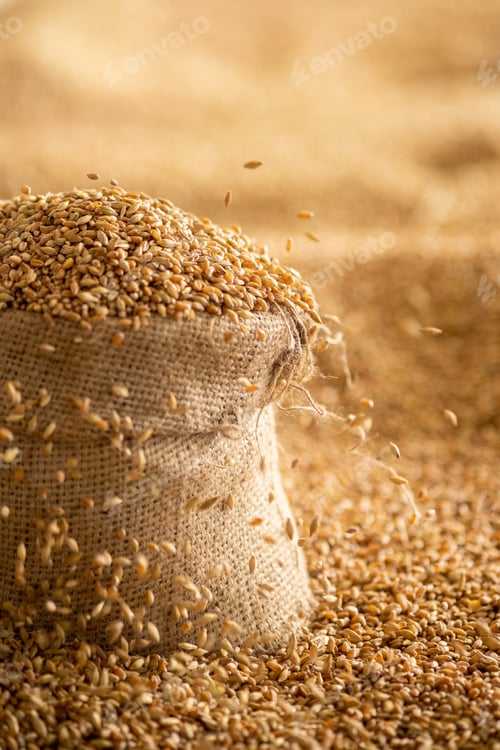 Preview: Harvested wheat grain in a linen sack