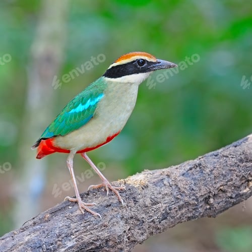 Preview: Fairy Pitta