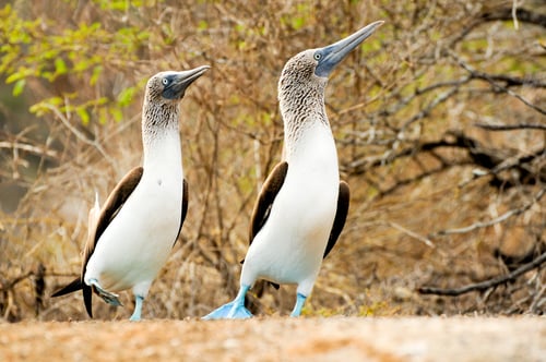 Preview: blue footed boobie bird
