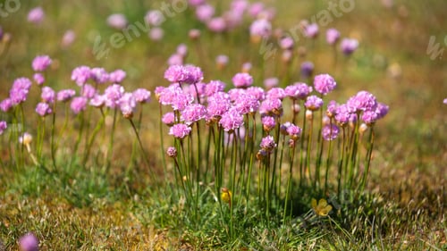 Preview: Selective focus of sea thrift (Armeria maritima) flowers growing in sunlight