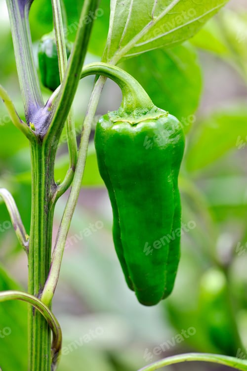 Preview: Growing green pepper close up (Capsicum annuum)