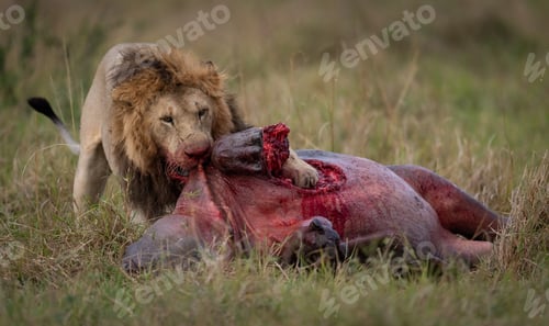 Preview: A Lion in Africa