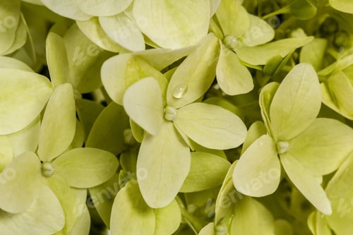 Preview: Background of flowers hydrangeas paniculata, lat.Hydrangea paniculata