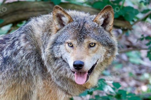 Preview: Grey wolf (Canis lupus) in the forest