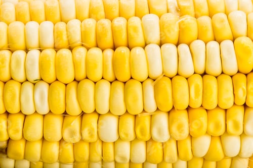 Preview: Close up texture of the Crystal Corn Maize variety