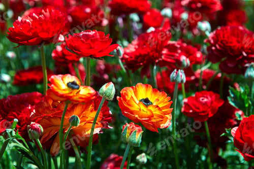 Preview: Blooming wildflowers, colorful buttercups on a kibbutz in southern Israel