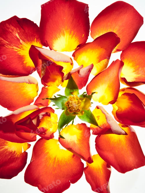Preview: A flowerhead with vivid orange and yellow petals.
