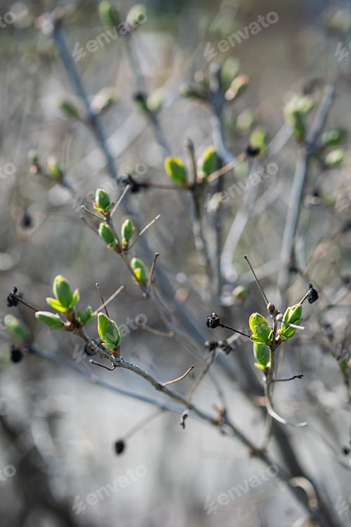 Preview: Spring New Leaves with Old Dry Berries on Branch, Selective Focus.
