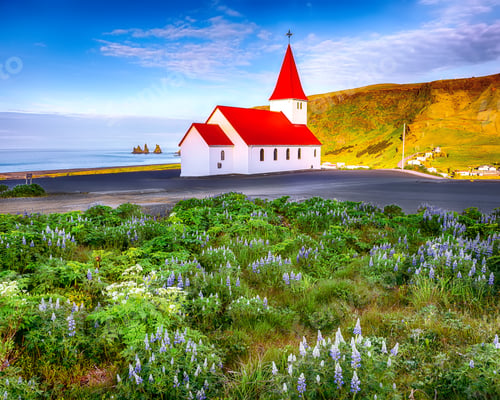 Preview: Splendid view of Vikurkirkja christian church in blooming lupine flowers