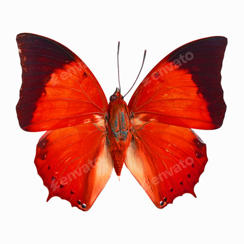 Preview: fancy butterfly isolated on white