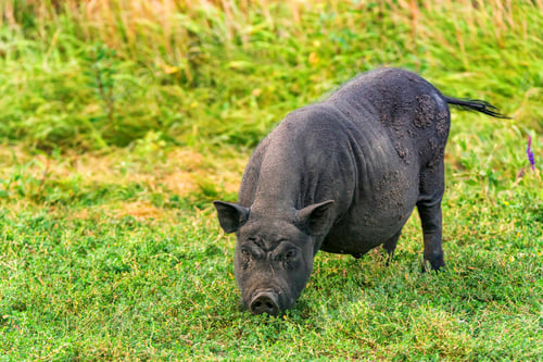 Preview: Cute black funny active Vietnamese pig outdoor