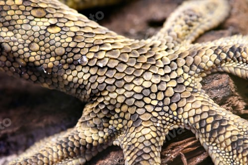 Preview: Gecko Paw