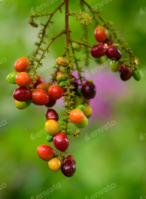 Preview: Lepisanthes rubiginosa fruit branch close up, colorful and sweet tropical fruits