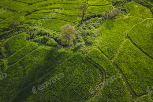 Preview: Aerial view on green rice field In the rural forest