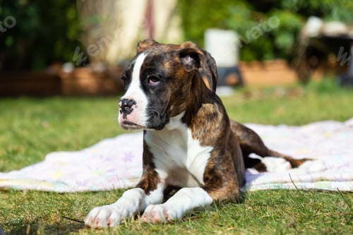 Preview: Cute and Adorable Baby Boxer Dog playing in outside