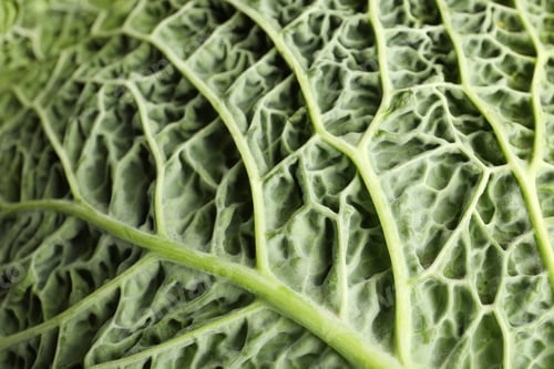 Preview: Green leaf of savoy cabbage as background, closeup