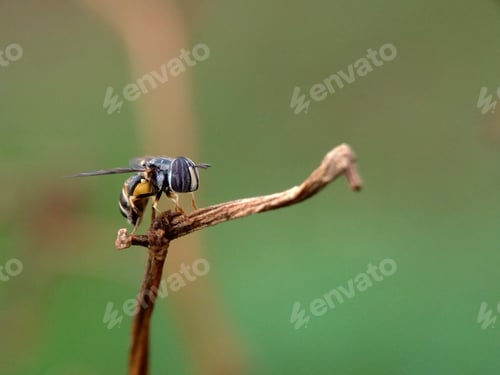Preview: Paragus haemorrhous is a widespread species of hoverfly
