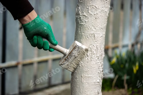 Preview: a man whitewashes trees in the garden in spring. Selective focus