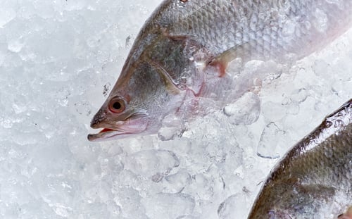Preview: Sea basses are placed on ice to preserve freshness