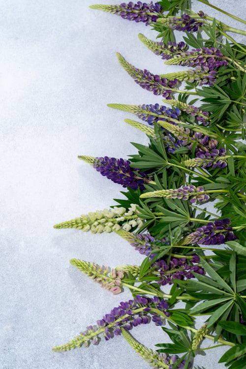Preview: Lupine flowers. Purple and pink bud.