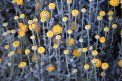 Preview: Yellow california wildflowers