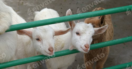 Preview: Cute little sheep farm