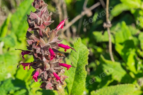 Preview: Hummingbird sage (Salvia spathacea) flowers, California