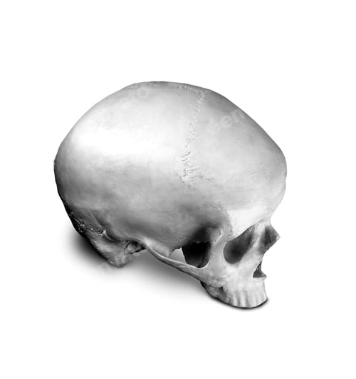 Preview: Homo sapience cranium isolated