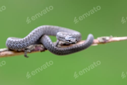 Preview: Smooth snakes eyes (Coronella austriaca) taken on heathland nature habitat