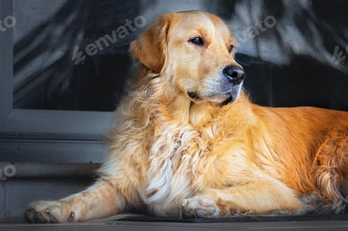 Preview: golden retriever, dog, pet, retriever