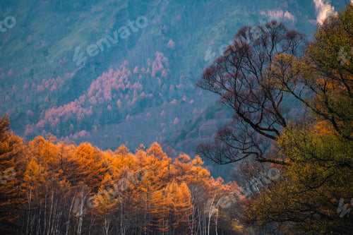 Preview: landscape in beautiful forest with colorful trees. Leaves of fall in nature. Autumn season in Japan