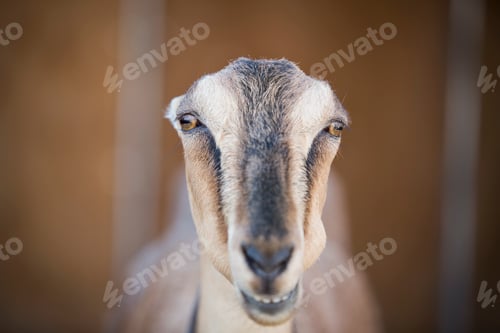 Preview: A goat staring through the bars of a stall in a barn.