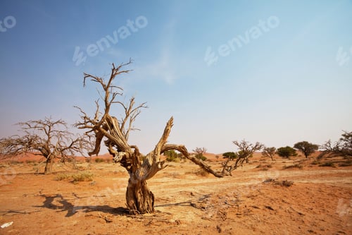 Preview: Namib desert