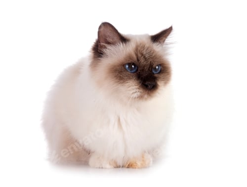Preview: birman cat in studio