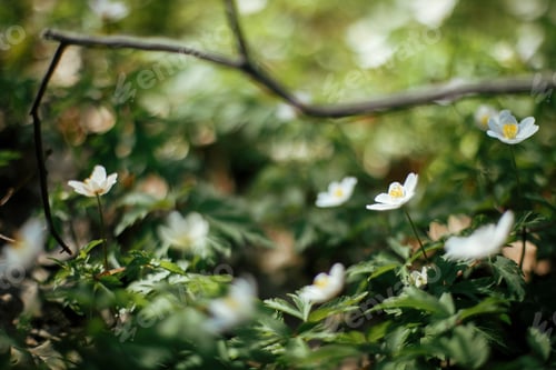 Preview: Beautiful anemones flowers in sunny spring woods