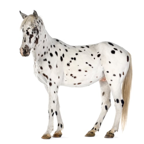 Preview: Appaloosa horse
