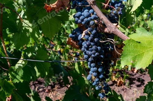 Preview: Close up of big bunch of grapes on vine close