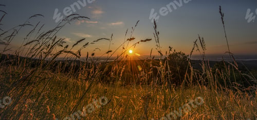 Preview: Reed field at sunset