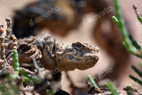 Preview: Close portrait of Phrynocephalus helioscopus agama in nature