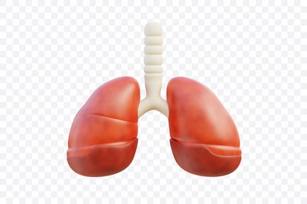Preview: Human Lungs Anatomy