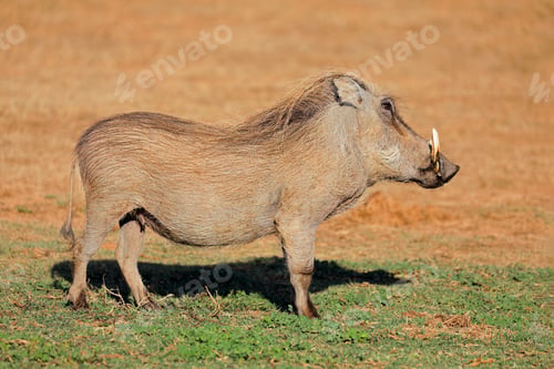 Preview: Warthog in natural habitat - South Africa
