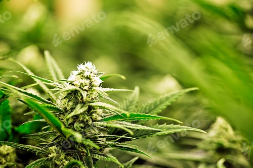 Preview: Close up of Cannabis plant