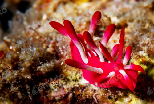 Preview: Colorful sea life underwater, shallow underwater seascape