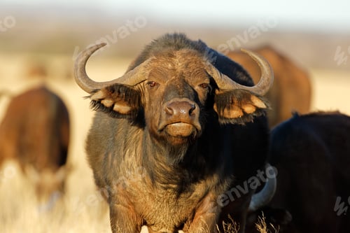 Preview: Portrait of an African or Cape buffalo (Syncerus caffer), Mokala National Park, South Africa